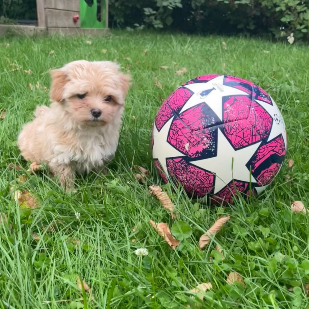 Hundetreffen-Spielkameraden gesucht 🐶-Profilbild