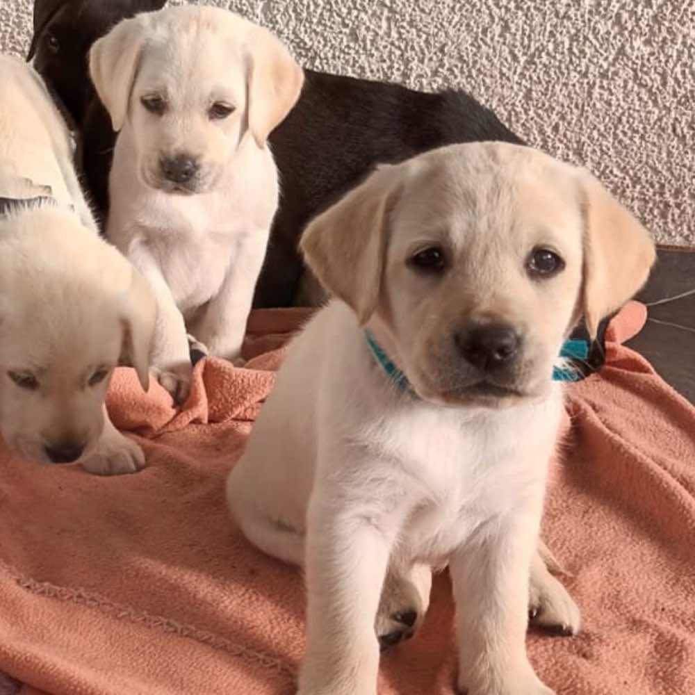 Hundetreffen-Welpentreffen-Profilbild