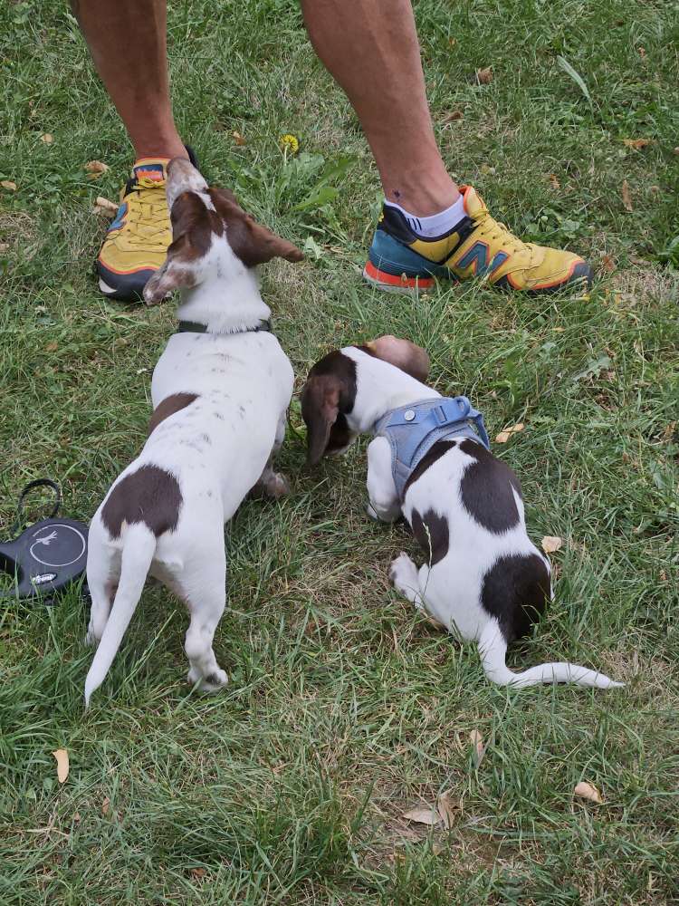 Hundetreffen-Dackel in Riesa, Stadtpark-Profilbild