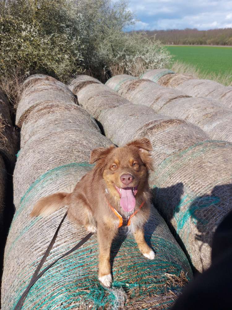 Hundetreffen-Suche ruhigen, regelmäßigen Sozialkontakt-Profilbild