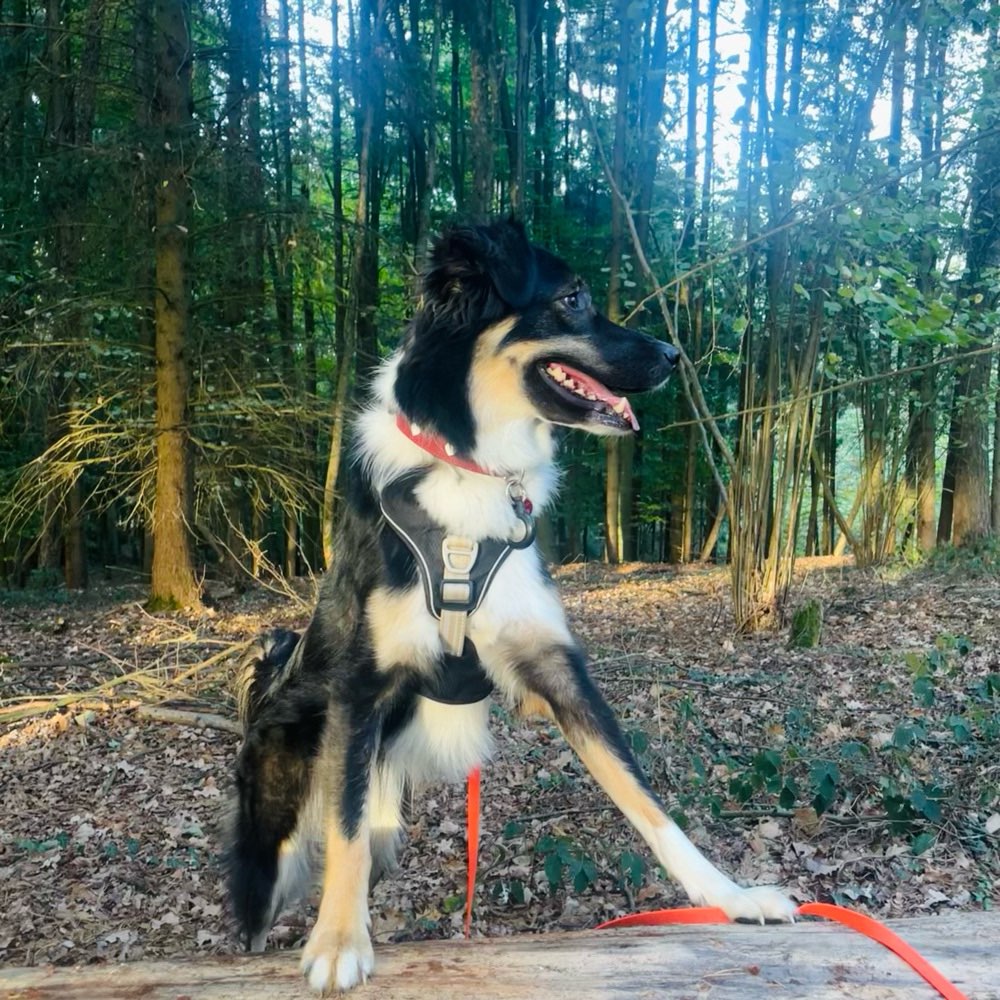 Hundetreffen-Spielpartner gesucht-Profilbild