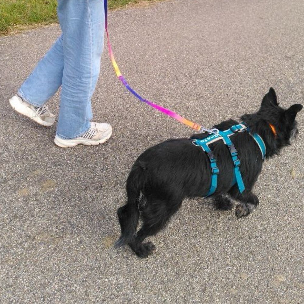 Hundetreffen-Sozialisierung/Spaziergang-Profilbild