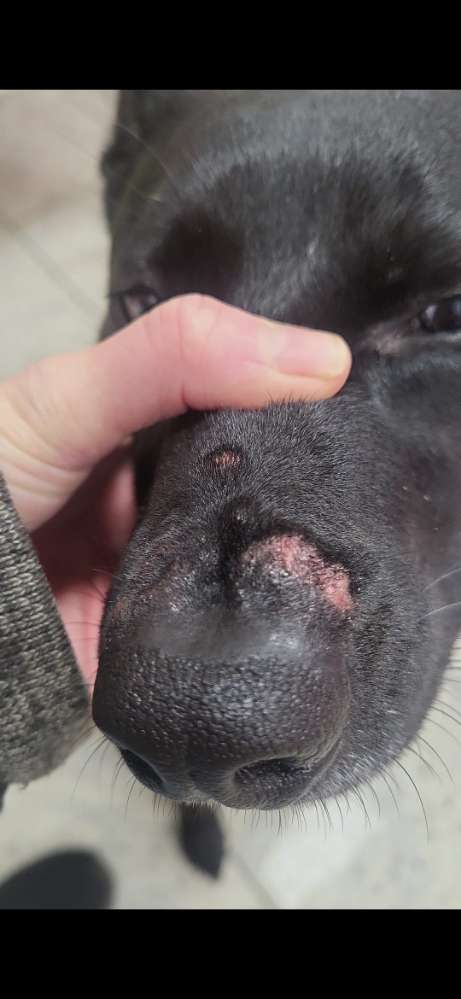 Giftköder-Eichenprozessionsspinner-Profilbild