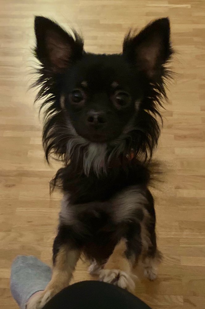 Hundetreffen-Social Walk-Profilbild