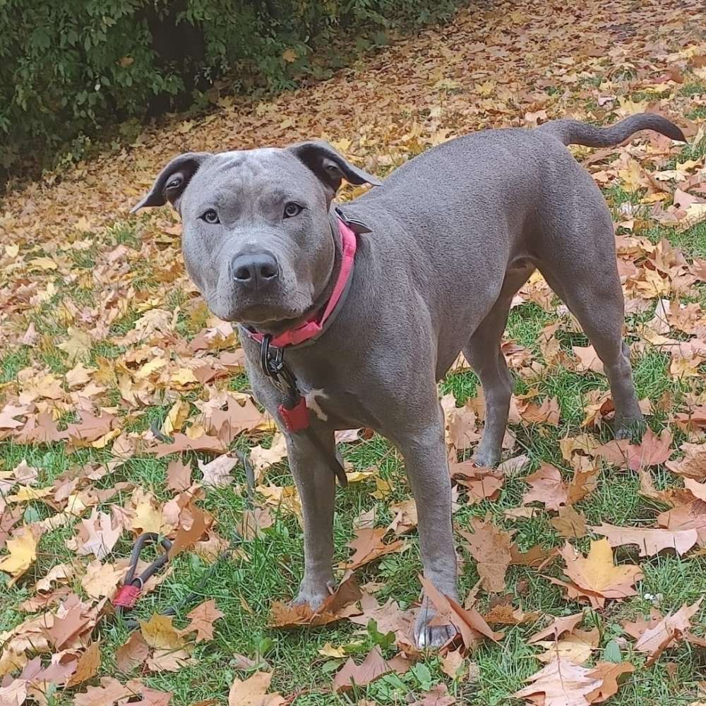 Hundetreffen-Spielen und Toben auch mal robuster-Profilbild
