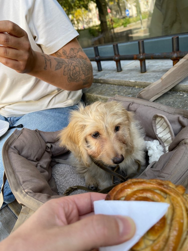 Hundetreffen-Welpentreffen-Profilbild