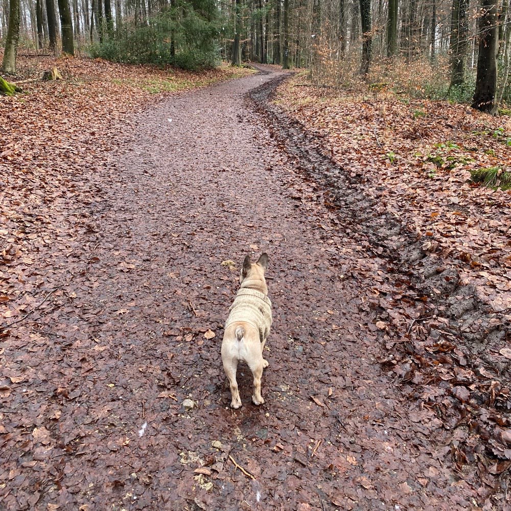 Hundetreffen-French Bulldog Treff Bergisch Gladbach-Profilbild