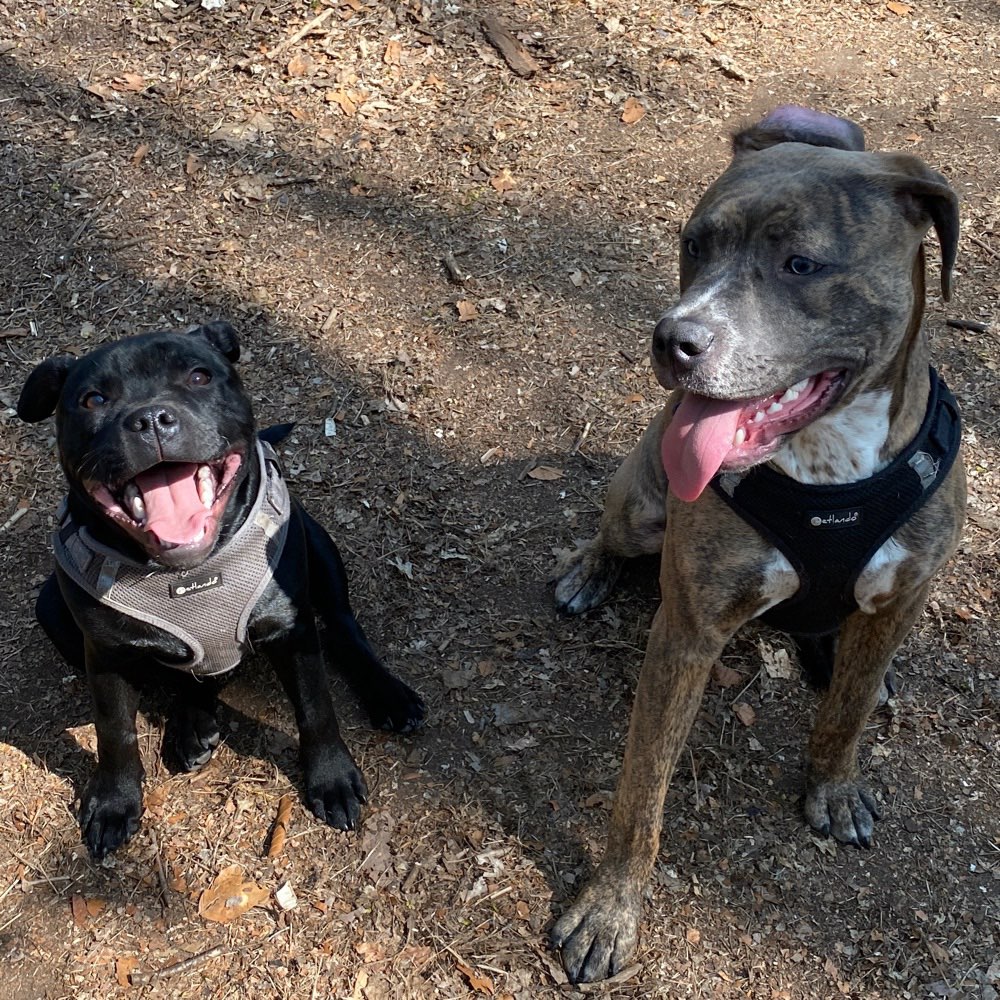 Hundetreffen-Spieltreffen für Hunde-Profilbild