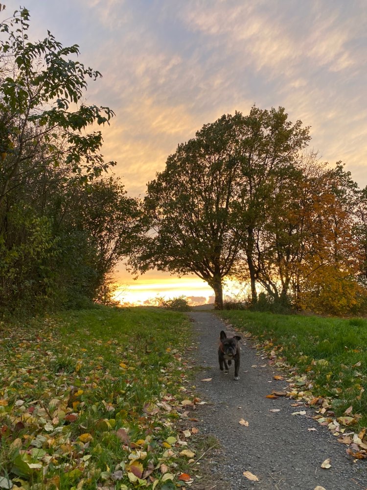 Hundetreffen-Gassirunde Barienrode-Profilbild