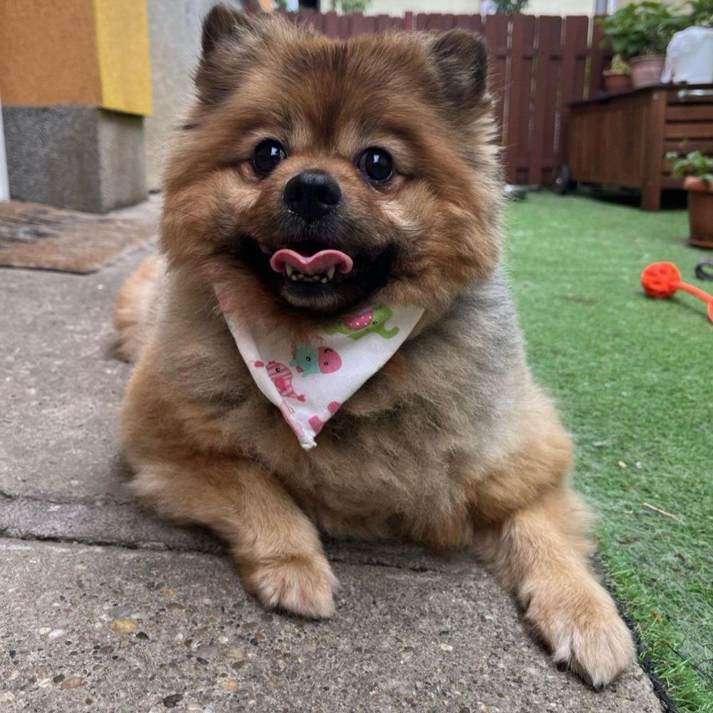 Hundetreffen-Gemütliche Gassirunden-Profilbild
