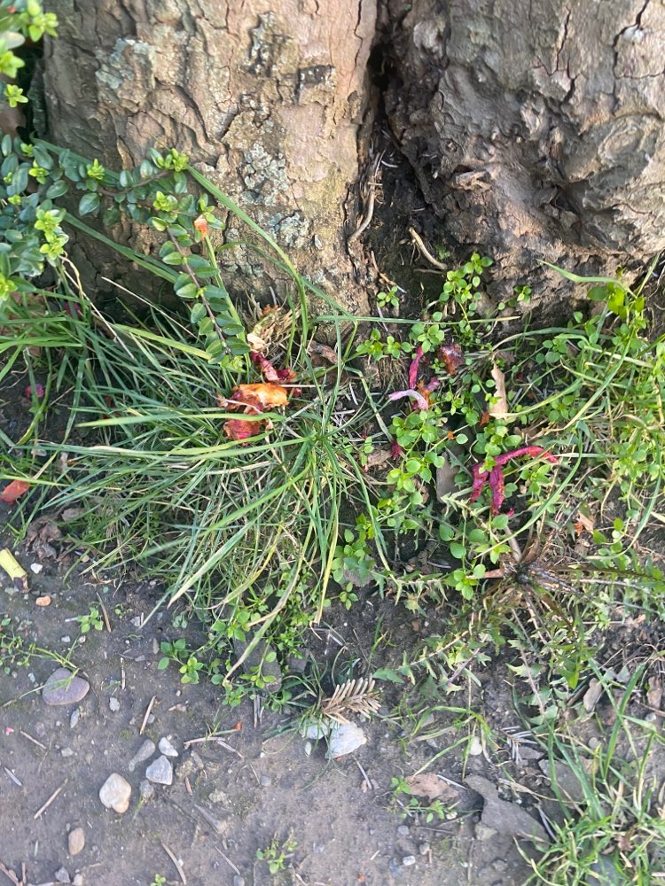 Giftköder-Hühnerfleisch/Zwiebelreste-Profilbild