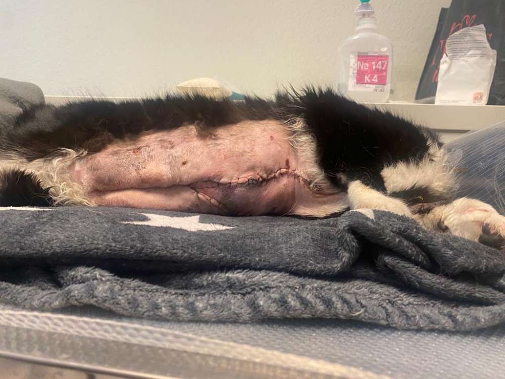 Giftköder-Vorsicht, bissige Hunde-Profilbild