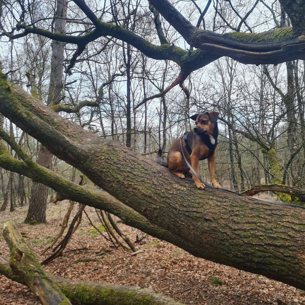 Hundetreffen-Kleiner Hundefreund für gemeinsame Gassirunden gesucht-Profilbild