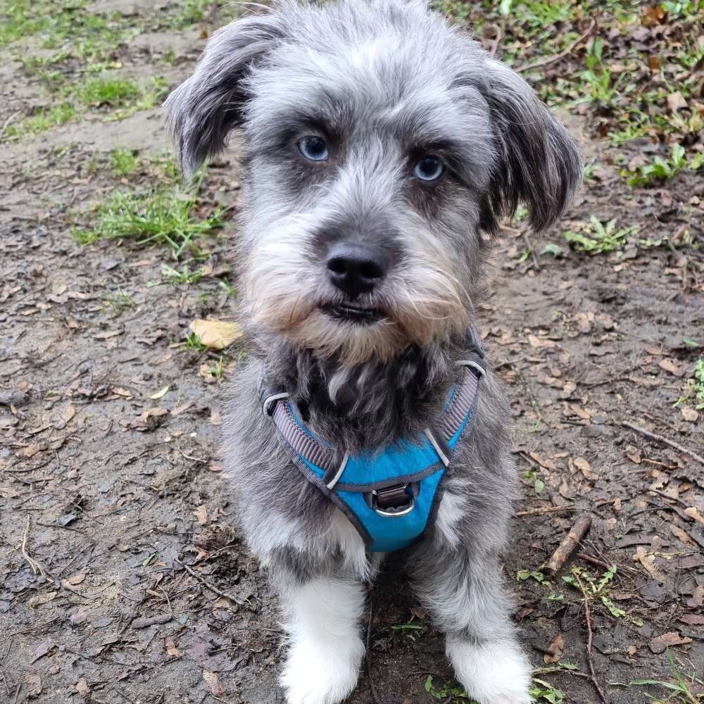 Hundetreffen-Spielrunde in Marl-Profilbild