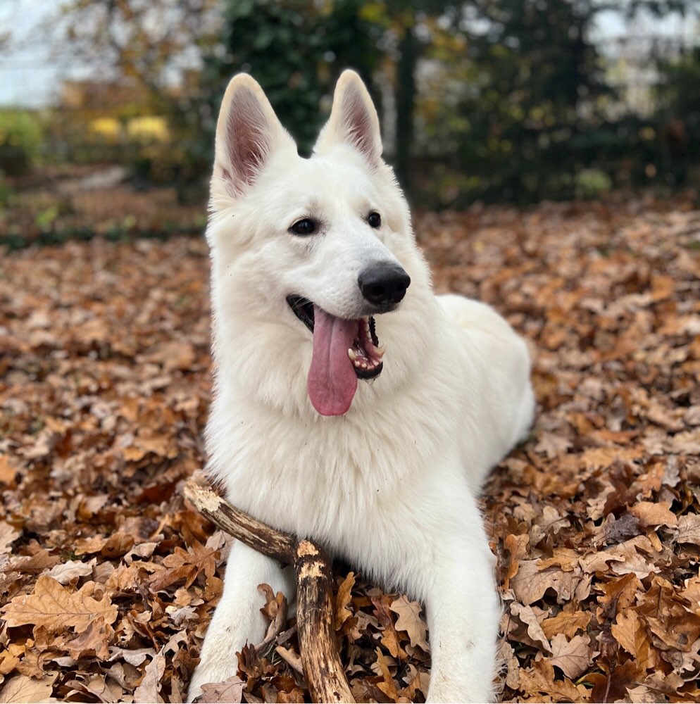 Hundetreffen-Hunde treffen in Bremen-Profilbild
