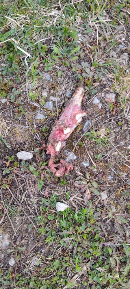 Giftköder-Knochen und Fleischstücke-Profilbild