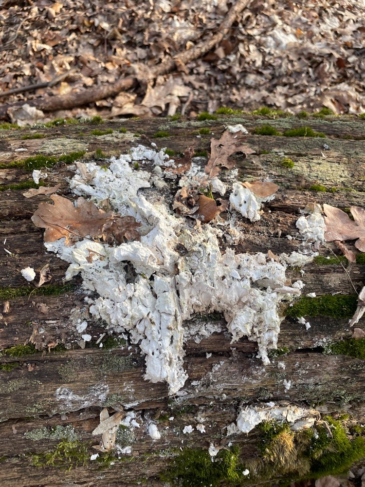 Giftköder-Weisse Paste auf Baumstamm-Profilbild