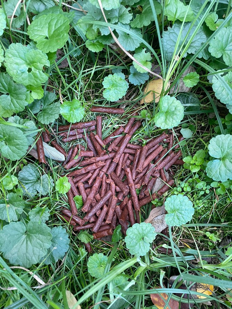 Giftköder-Eventuell Giftköder-Profilbild