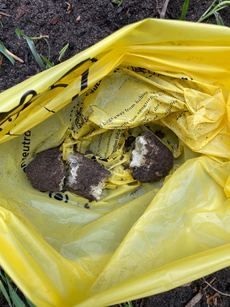 Giftköder-Evtl Giftköder-Profilbild
