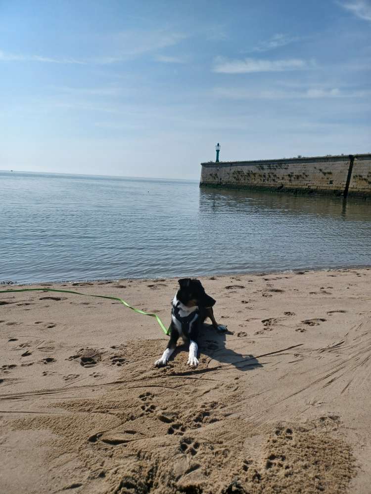 Hundetreffen-Gassi gehen und Begegnungstraining 🐕-Profilbild