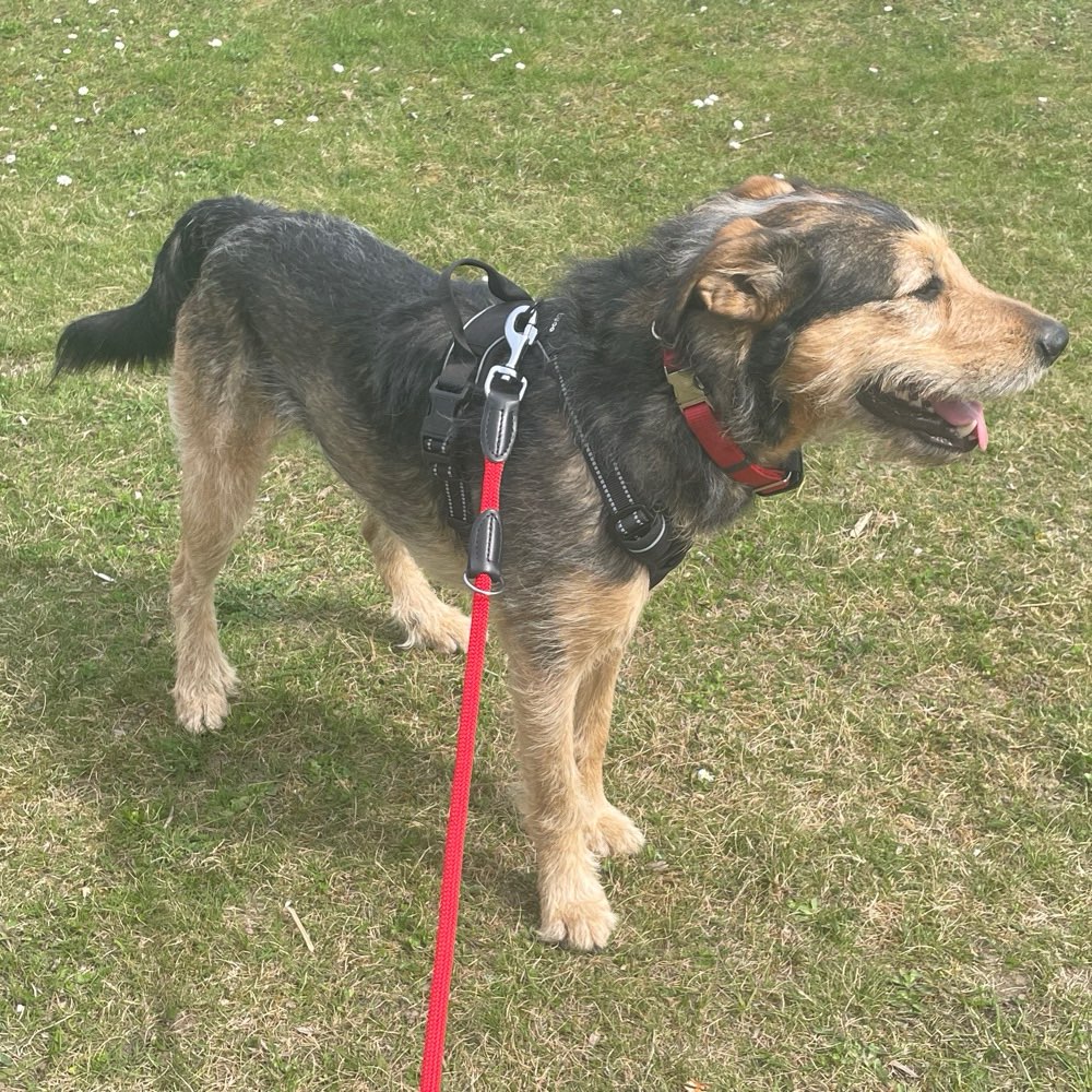 Hundetreffen-Mal richtig austoben-Profilbild