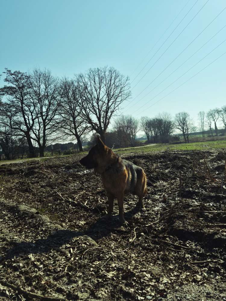 Hundetreffen-Rokko sucht ein Spielkameraden 😀-Profilbild