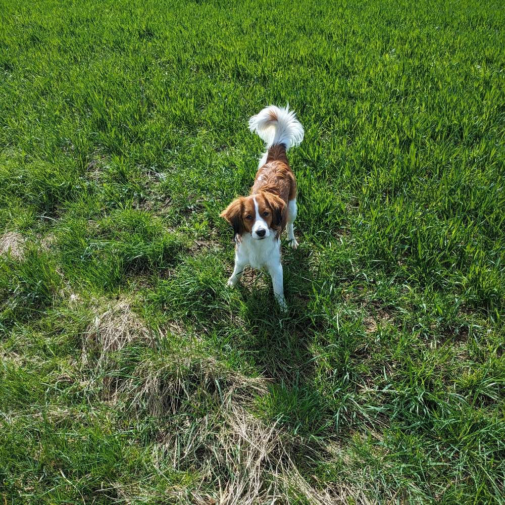 Hundetreffen-Spieltreffen an kleinem Feldstück-Profilbild