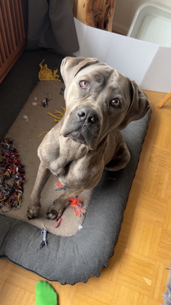 Hundetreffen-Positive Hundebegegnungen-Profilbild