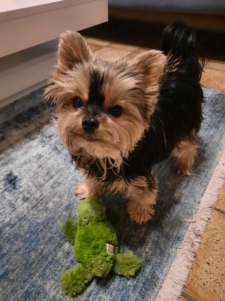 Hundetreffen-Kleine Hundekumpel gesucht-Profilbild