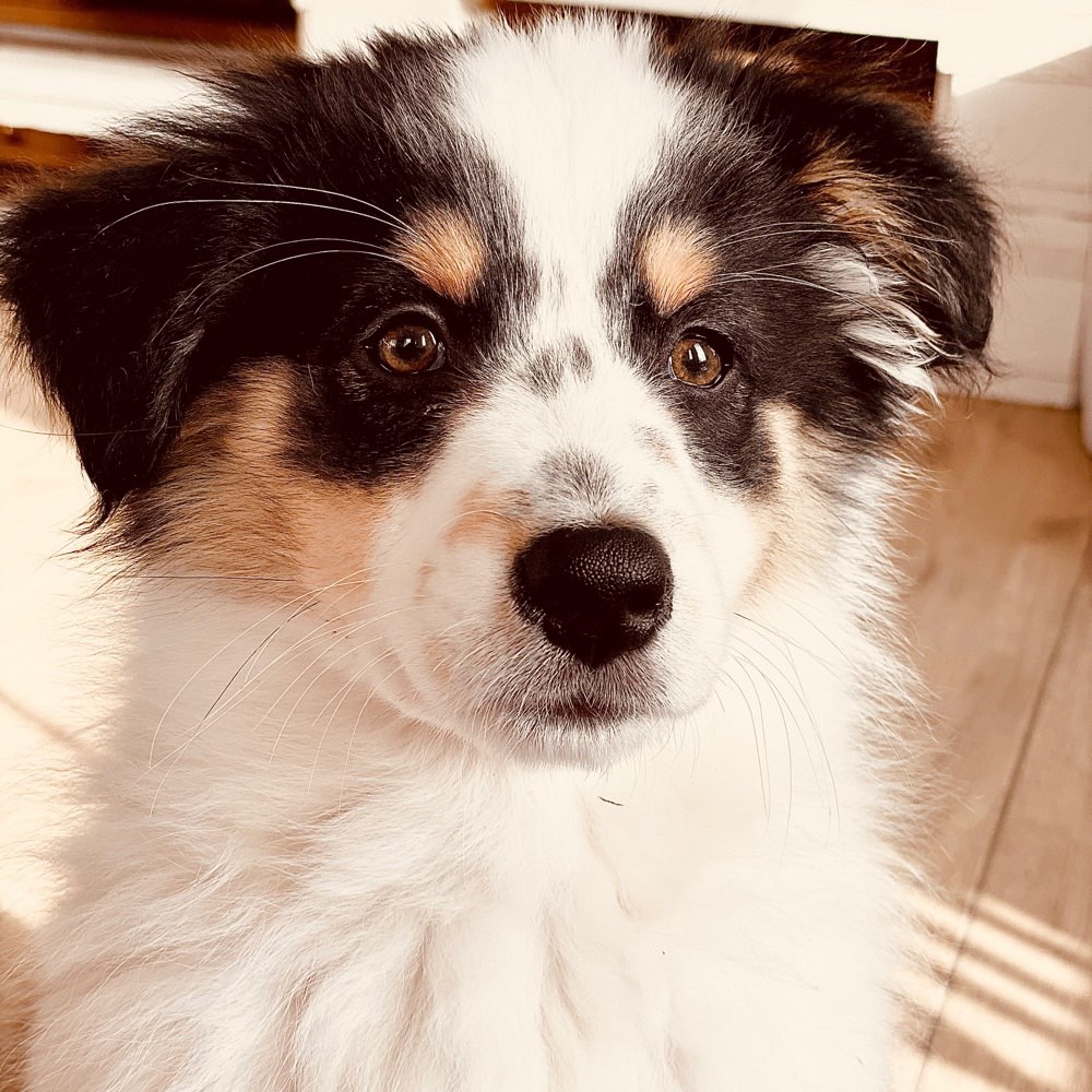 Hundetreffen-Soziale Kontakte-Profilbild