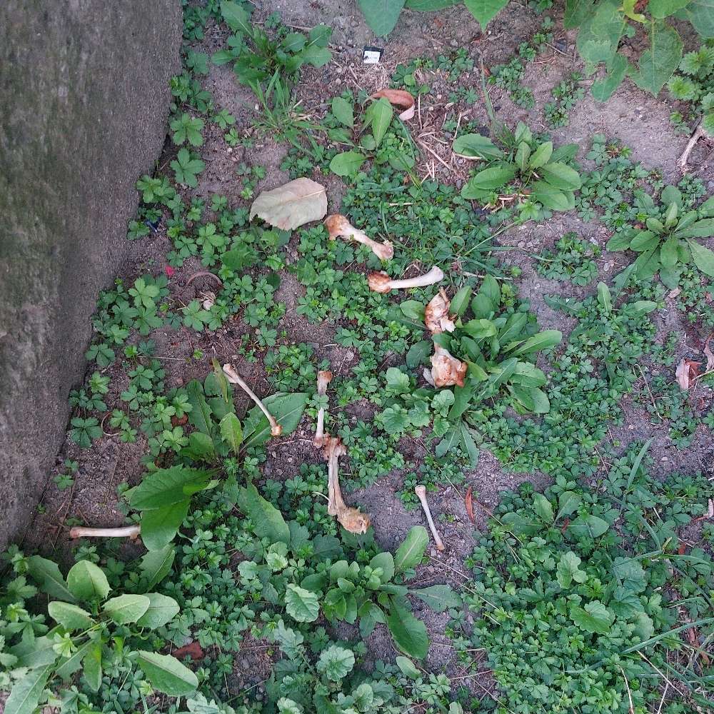 Giftköder-Wieder Hähnchenknochen-Profilbild