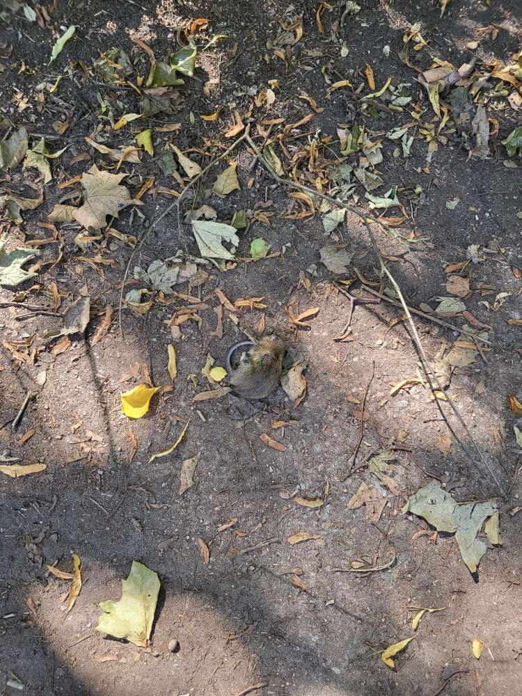 Giftköder-Tote Ratte-Profilbild