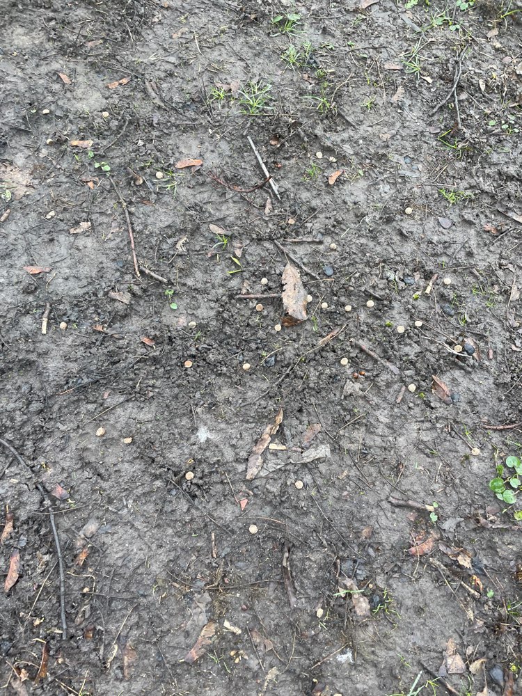 Giftköder-Trockenfutter ausgelegt auf großer Wiese-Profilbild