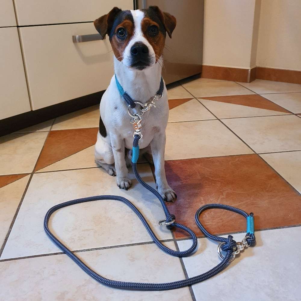 Hundetreffen-Hundebegegnungen üben und Social Walks-Profilbild