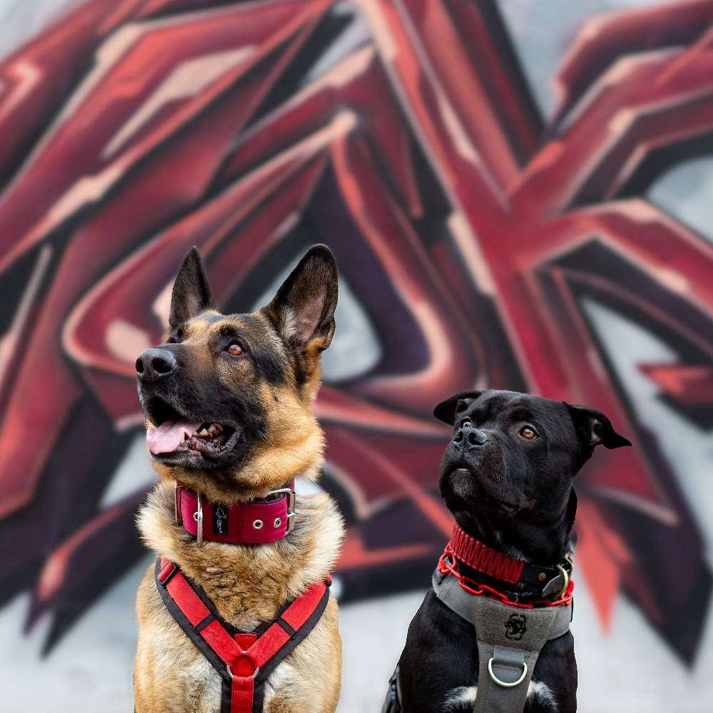 Hundetreffen-Spaziergang und Training-Profilbild