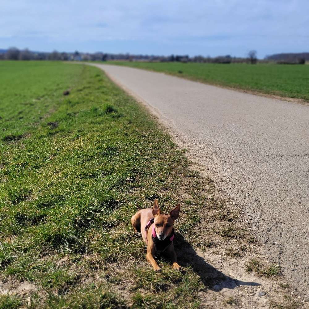 Hundetreffen-Treffen und spielen-Profilbild