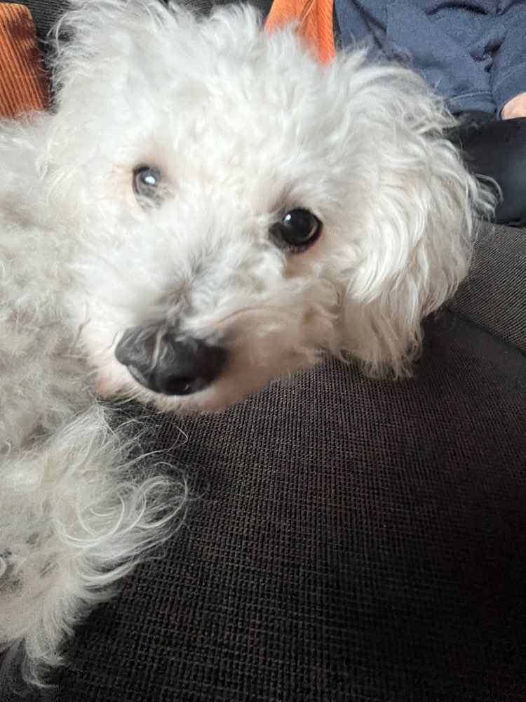 Hundetreffen-Spiele treffen-Profilbild