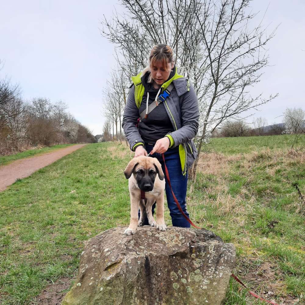 Hundetreffen-Suche spiel und spazierpartner-Profilbild