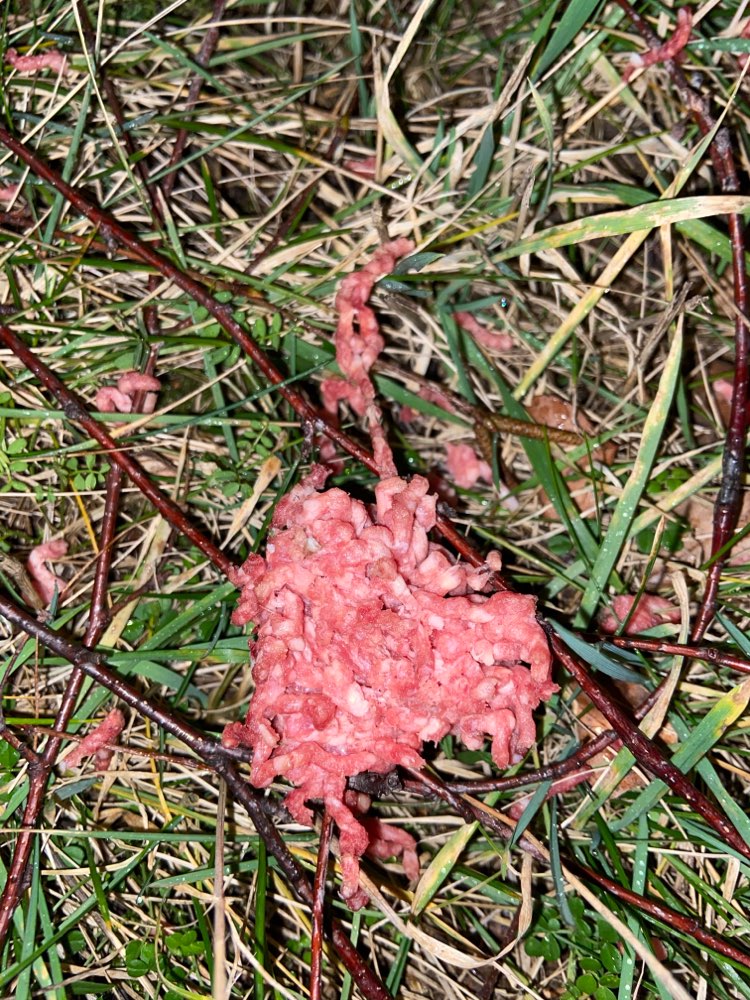 Giftköder-Hackfleisch (evtl. auch kein Giftköder?)-Profilbild