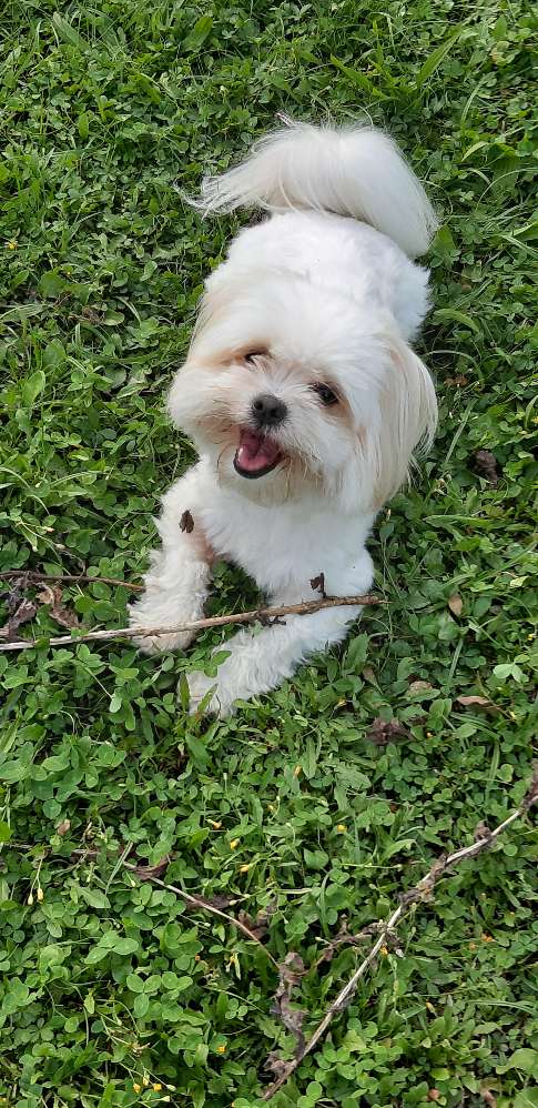 Hundetreffen-Gassi gehen inHammel-Profilbild