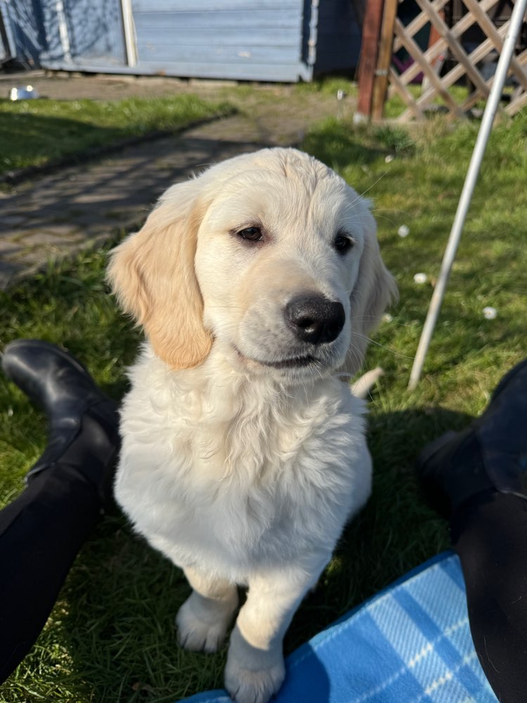 Hundetreffen-Welpentreff/Sozialisierung-Profilbild