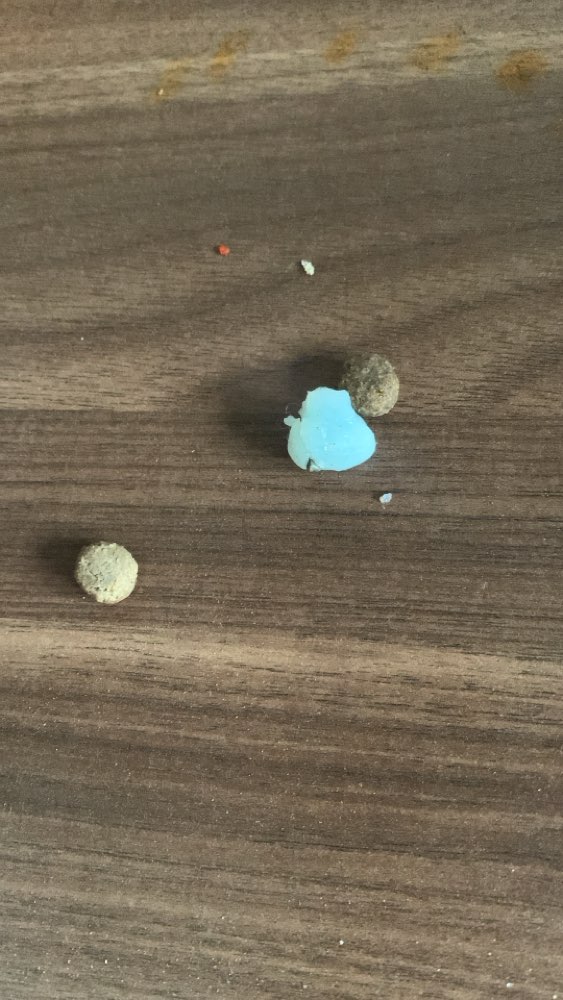 Giftköder-Evtl. Giftköder-Profilbild