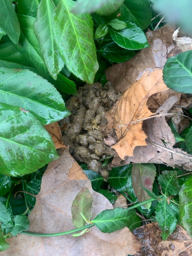 Giftköder-Unbekannte Masse / Klingelpütz-Profilbild