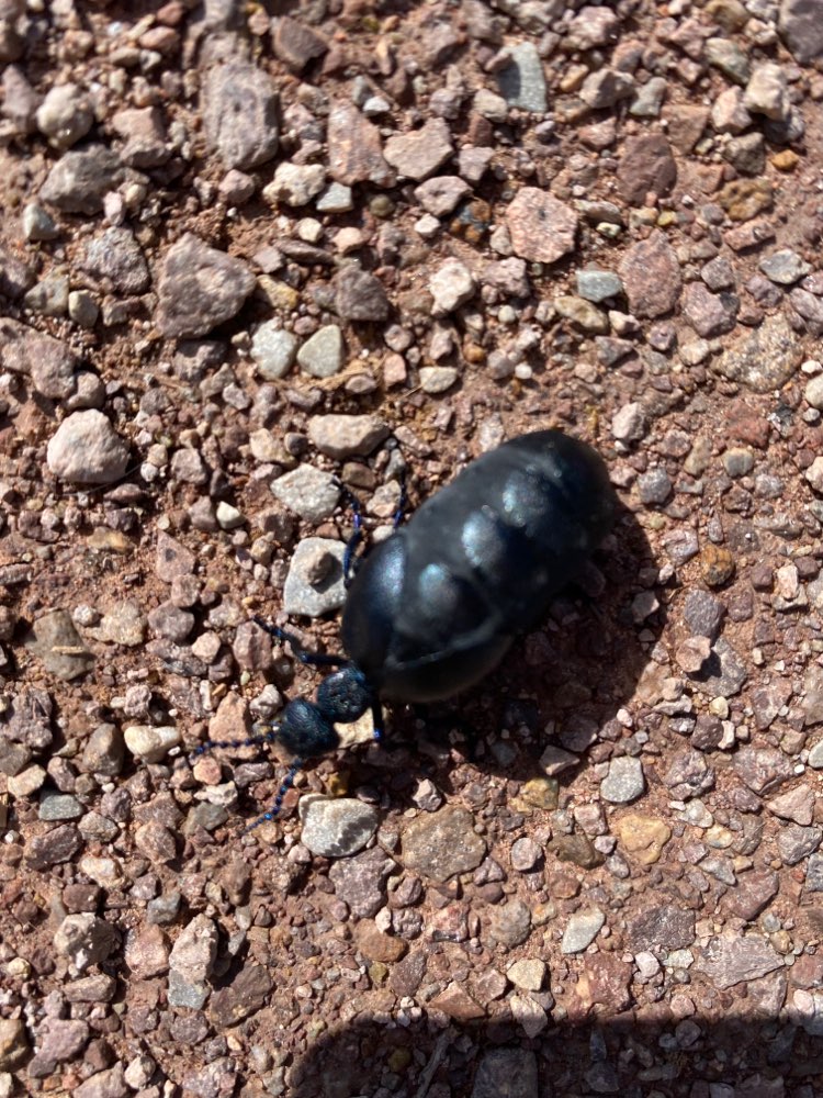 Giftköder-Ölkäfer (giftig)-Profilbild