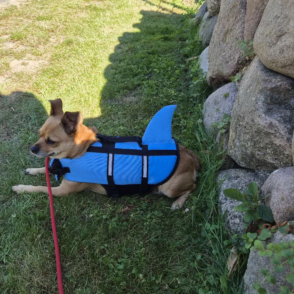 Hundetreffen-Gemeinsames Gassi gehen, spielen und die Welt erkunden-Profilbild