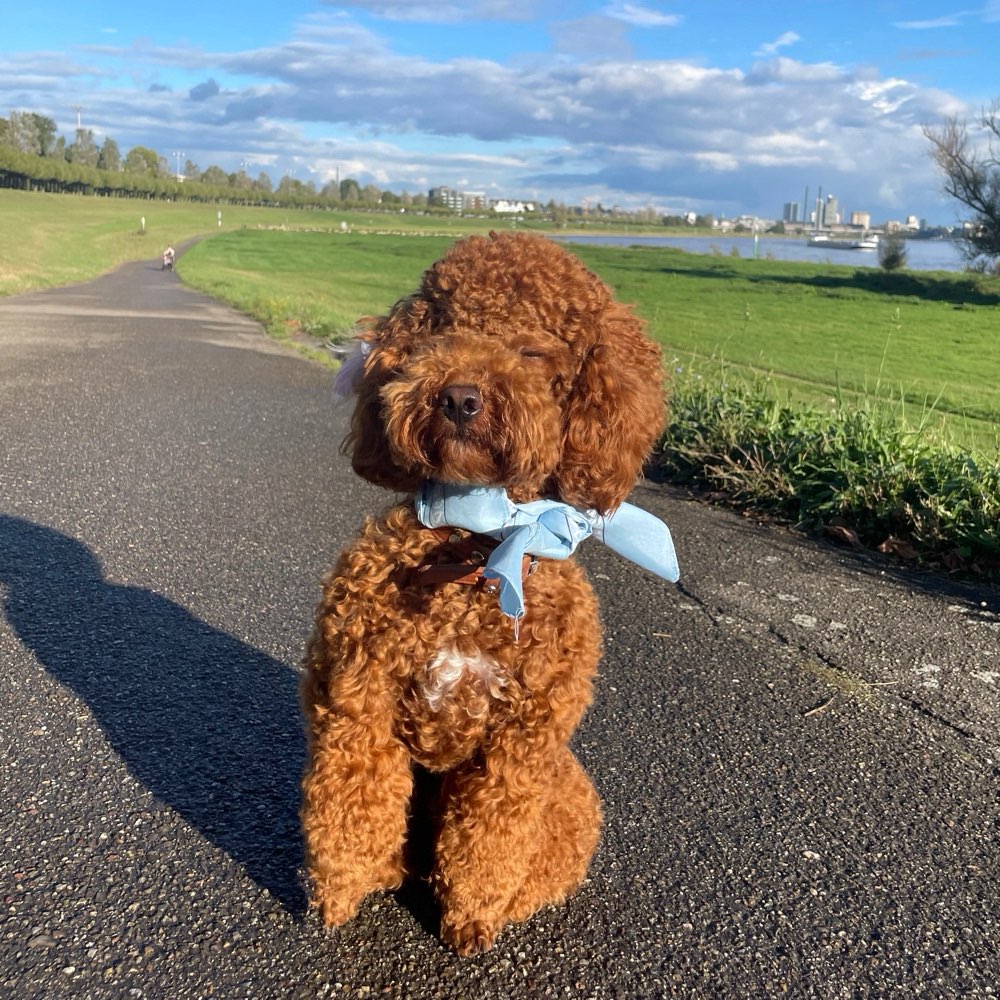 Hundetreffen-Spiel Treffen-Profilbild