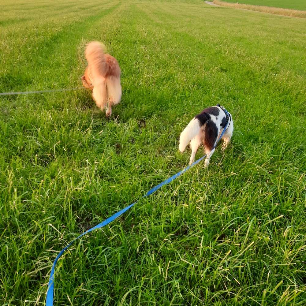Hundetreffen-Spielende im gesicherten Garten-Profilbild
