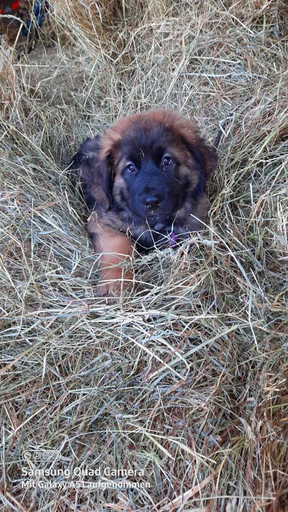 Hundetreffen-Welpentreffen in Schwerte-Profilbild