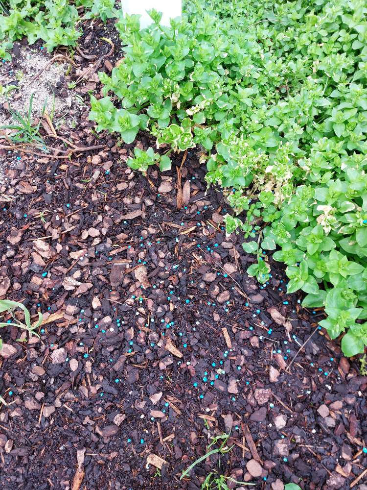 Giftköder-Schneckenkorn-Profilbild