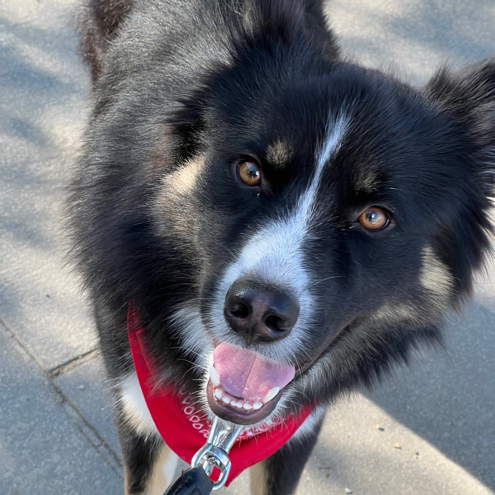 Hundetreffen-Gassi- & Spielrunde-Profilbild